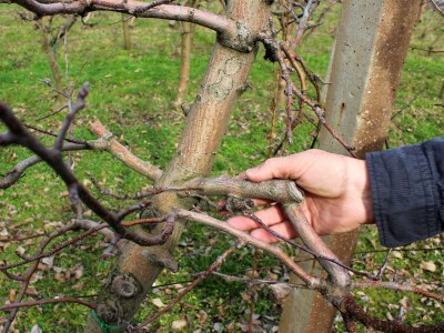 Zorić zimska rezidba