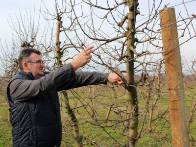 Zorić zimska rezidba