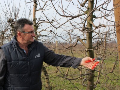 Zorić zimska rezidba