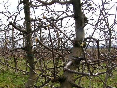 Zorić zimska rezidba