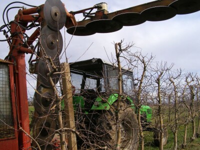 Zorić zimska rezidba