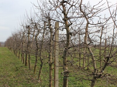Zorić zimska rezidba