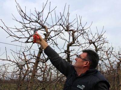 Zorić zimska rezidba