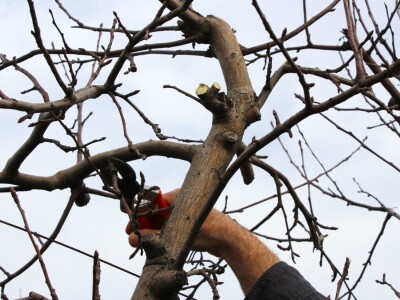 Zorić zimska rezidba