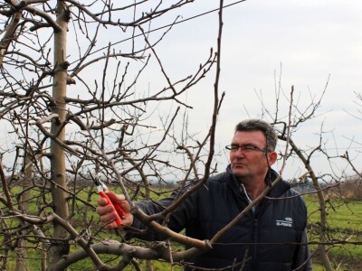 Zorić zimska rezidba