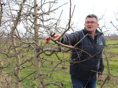 Zorić zimska rezidba