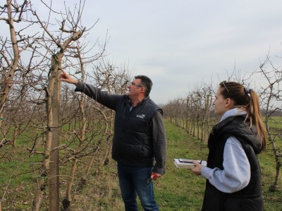 Zorić zimska rezidba