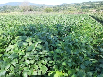 Zrela soja.