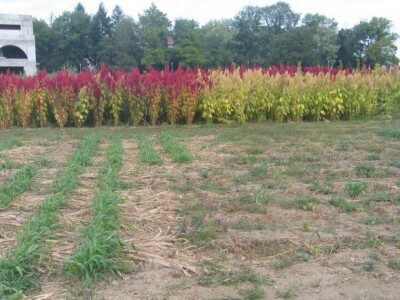 Zrnati šćir - amarant Zrnati šćir - amarant