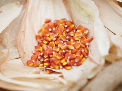 Već deveto priznanje "Zlatno sjeme" za Pajdaša!