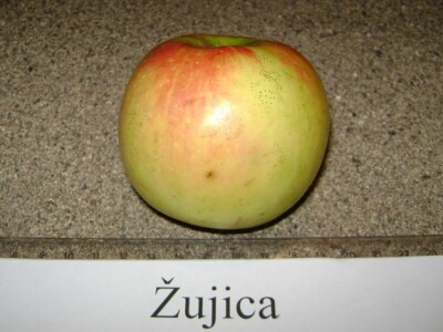 Žujica - stara sorta jabuke