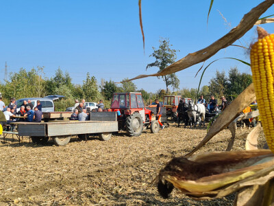 Županijski dan polja BC hibrida kukuruza