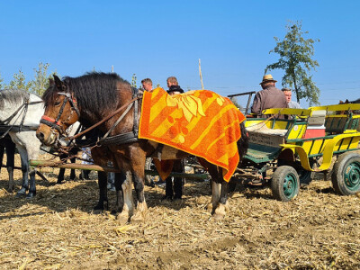 Županijski dan polja BC hibrida kukuruza