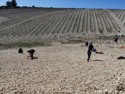 Sadnja vinograde obitelji Batistić-Zure
