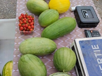 Žute lubenice OPG-a Karas Žute lubenice OPG-a Karas