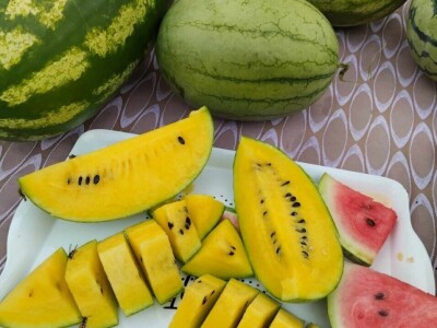 Žute lubenice OPG-a Karas Žute lubenice OPG-a Karas