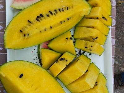 Žute lubenice OPG-a Karas Žute lubenice OPG-a Karas