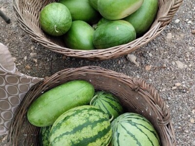 Žute lubenice OPG-a Karas Žute lubenice OPG-a Karas