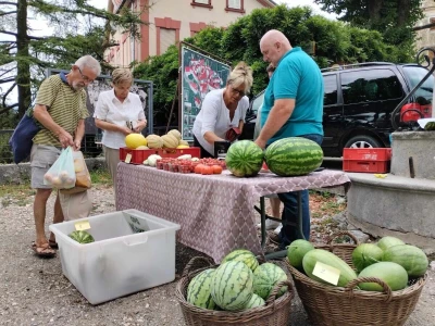 Žute lubenice OPG-a Karas