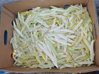 Divovske mahune u bjelovarskom plasteniku