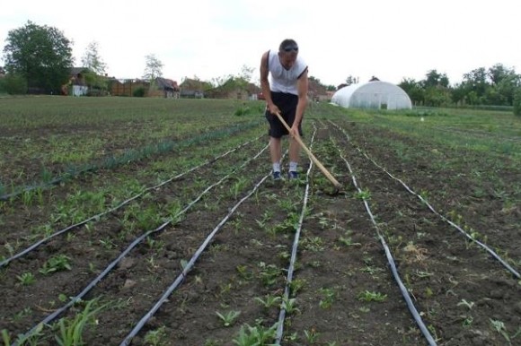 Toni okopava kelerabu