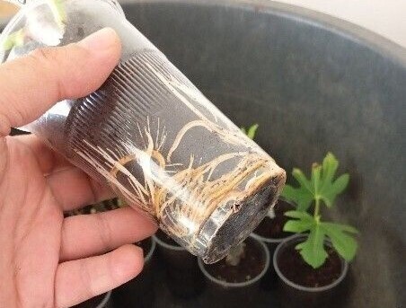 izdanak u prozirnoj plastičnoj čaši