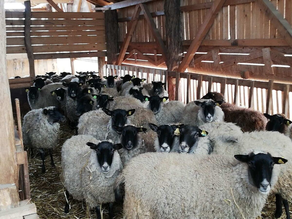 stado ovaca u štali