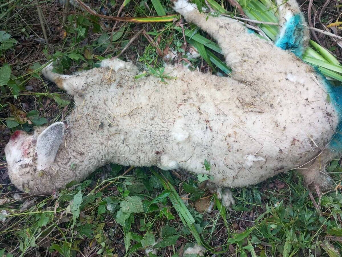 usmrćena ovca u napadu pasa lutalica