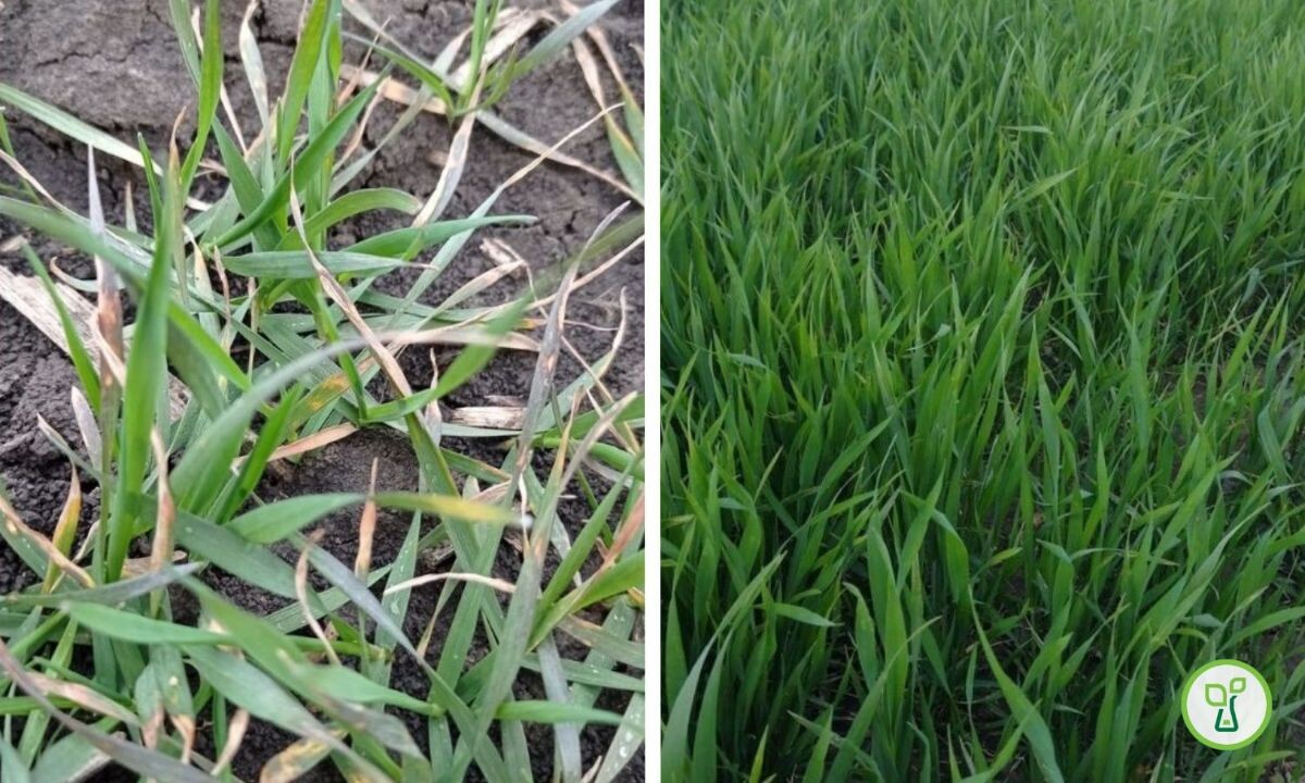 biofor active pšenica