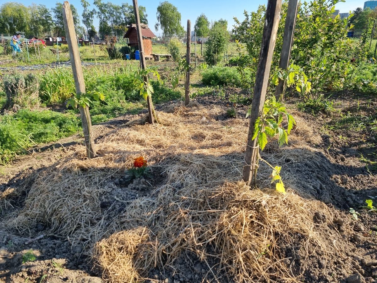 vrt, rajčice, malč