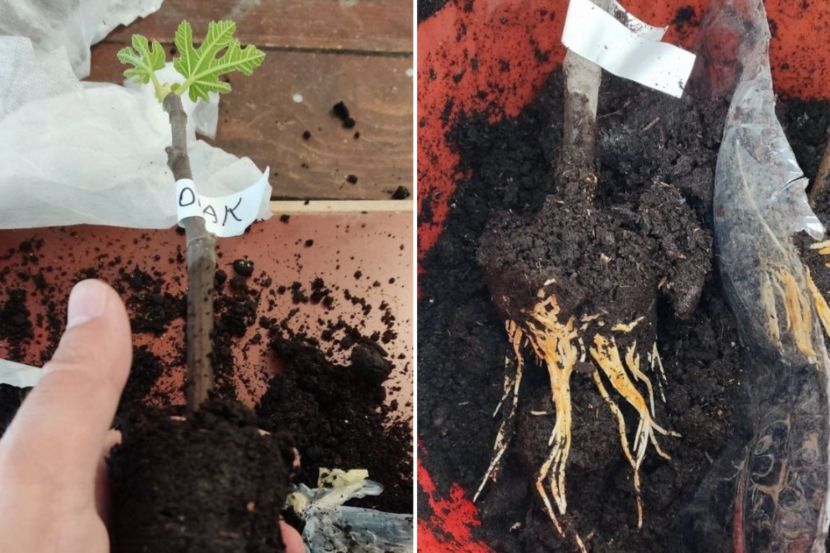 ukorjenjivanje reznica