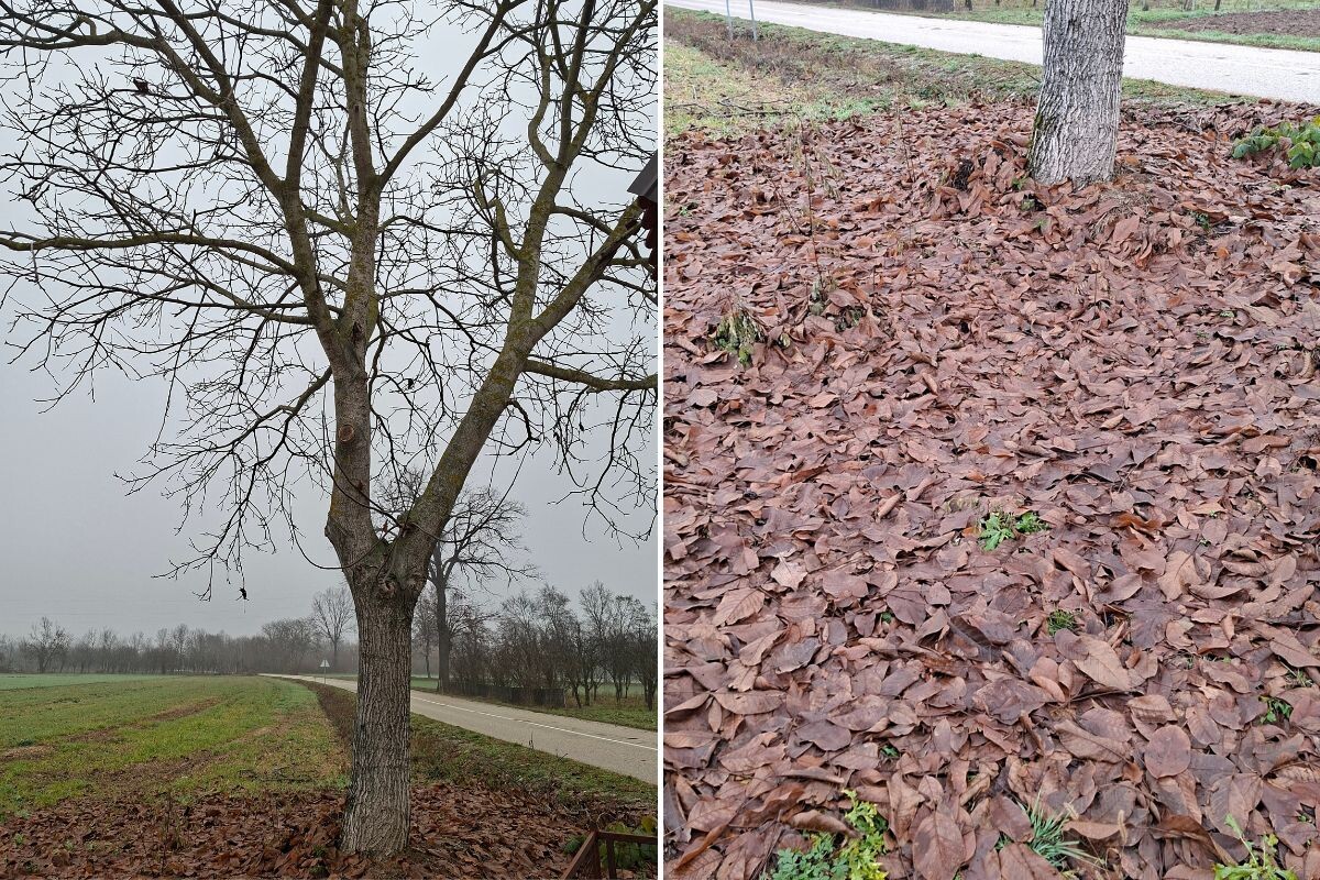 Obavezno sakupite lišće i iznesite iz voćnjaka