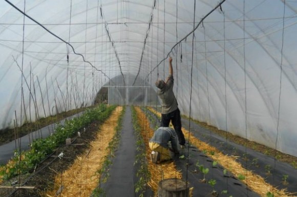 Usađivanje krastavaca