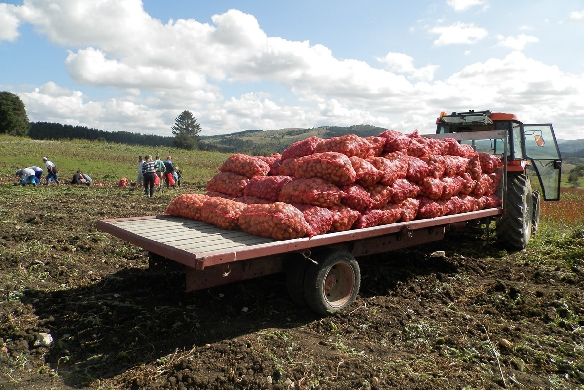 traktor sa vrećama tek izvađenog krompira iz zemlje
