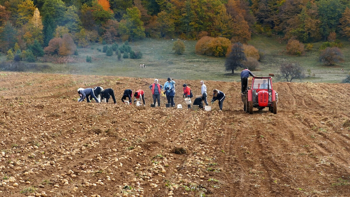 Vađenje krompira