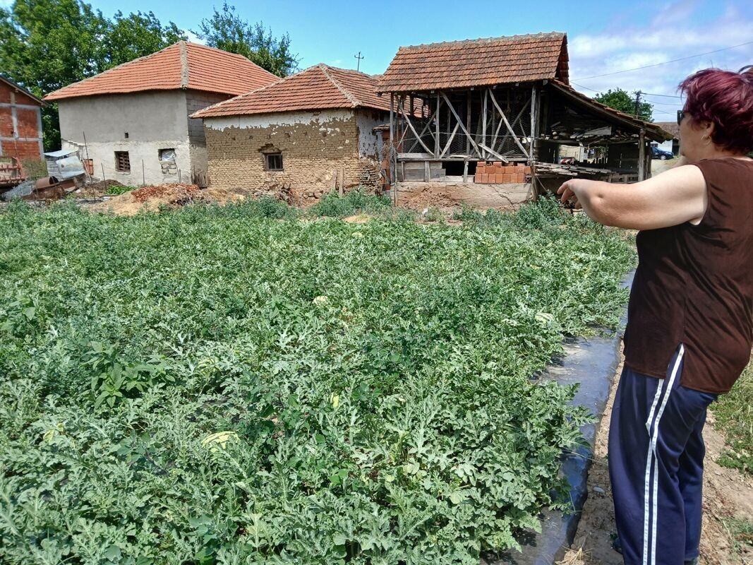 lubenica