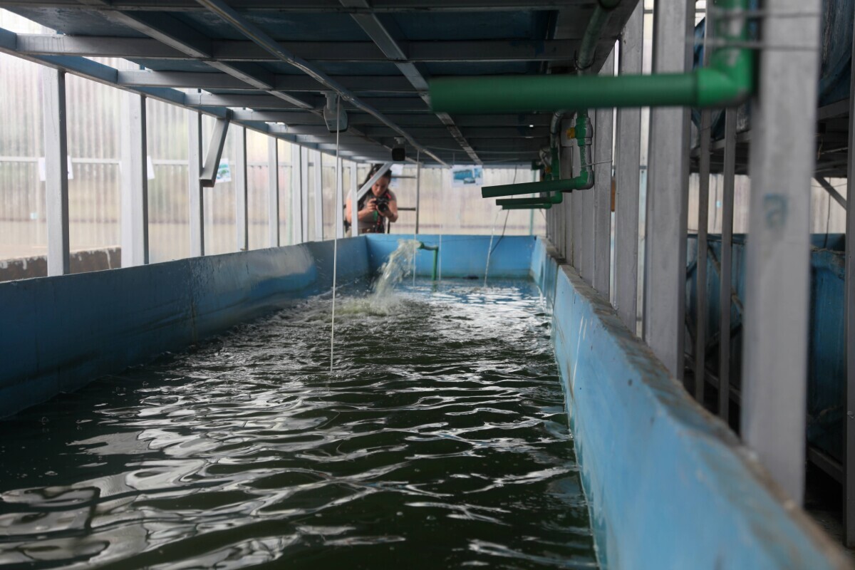 akvakultura