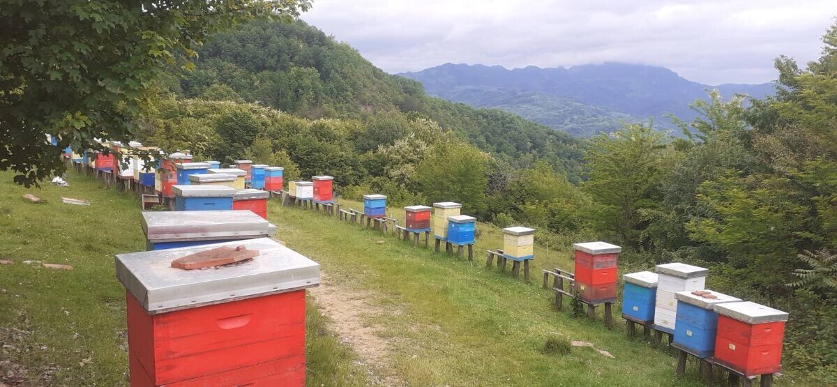 Pčelinjak Dobrivoja Živkovića