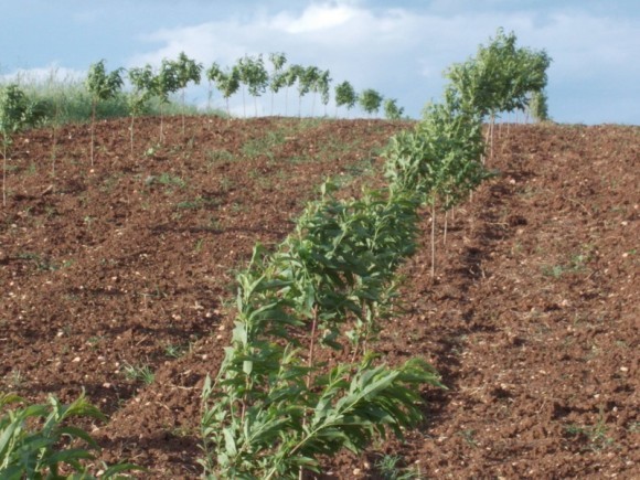 zasadi vinogradarske breskve