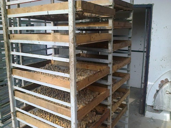 Sušara za vinogradarske breskve