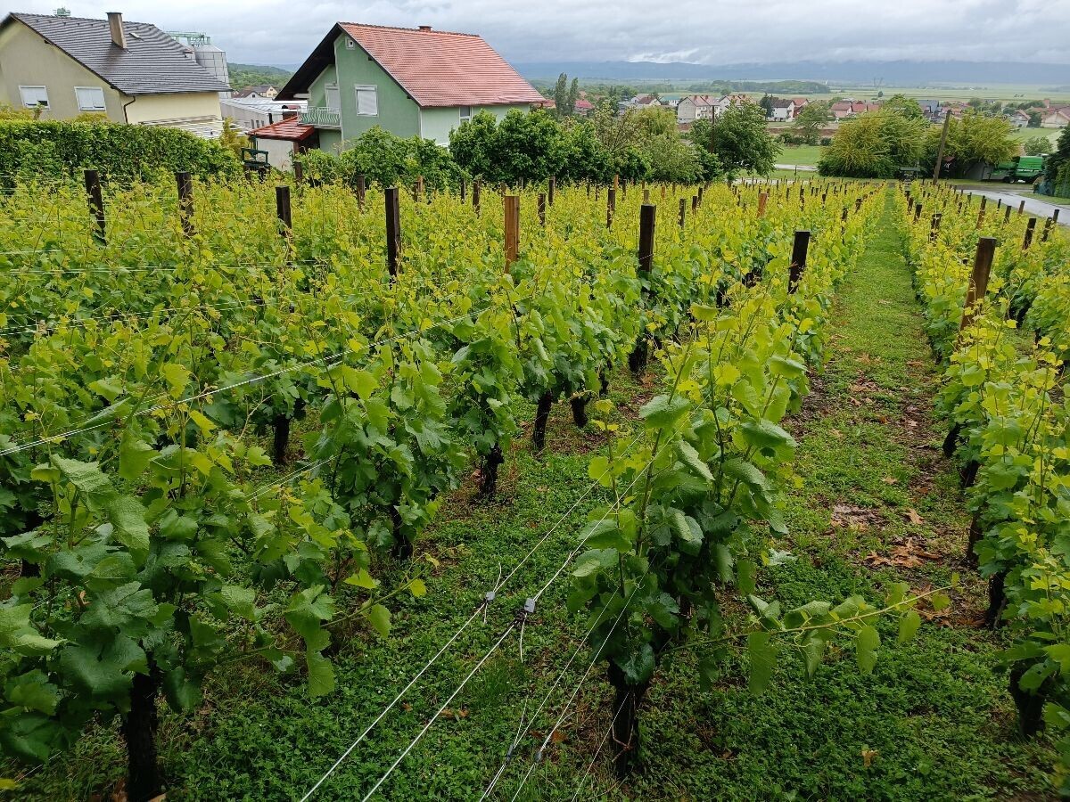 Krauthaker vinograd
