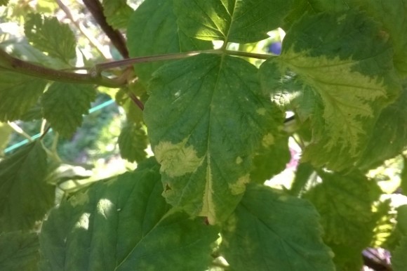 Virus zamrljanosti maline