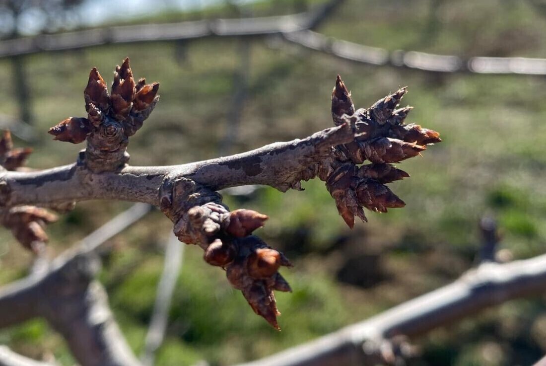 Zasadi voća trenutno se nalaze u fenofazi mirovanja do faze početka bubrenja pupoljaka