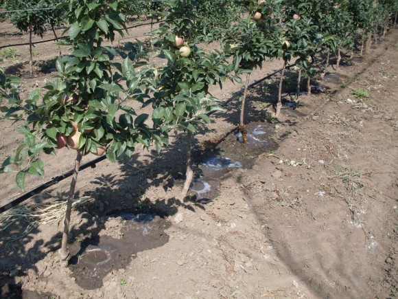 navodnjavanje kap po kap