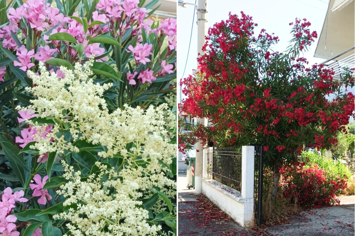 oleander
