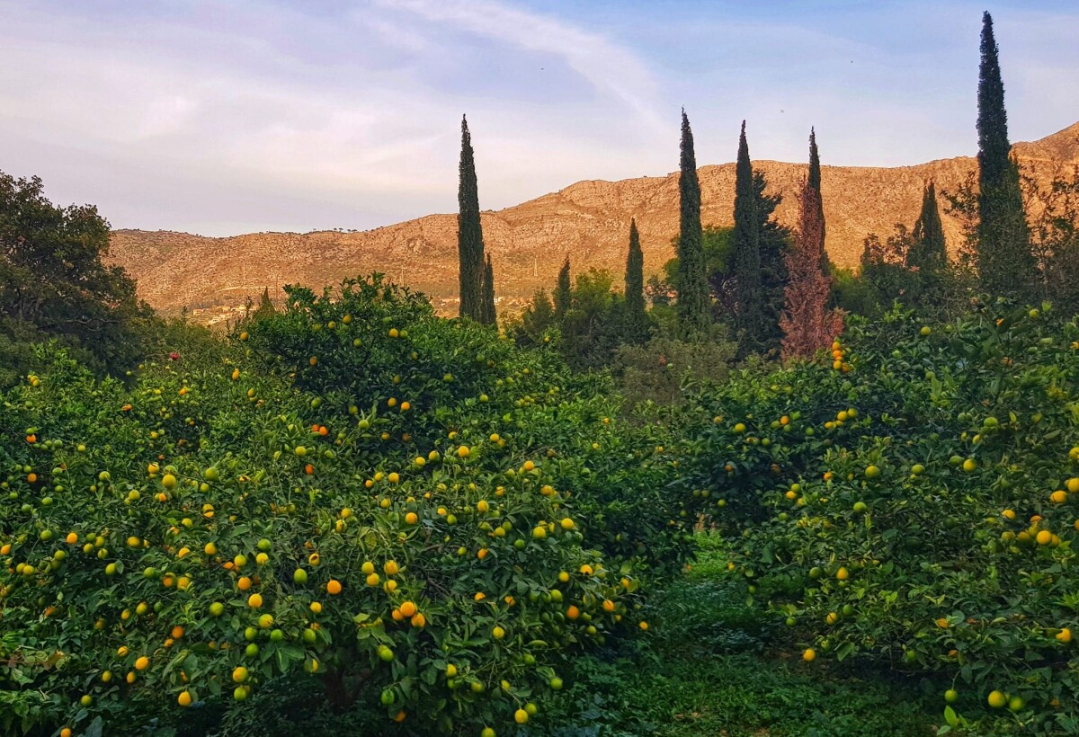 rovanj limuni