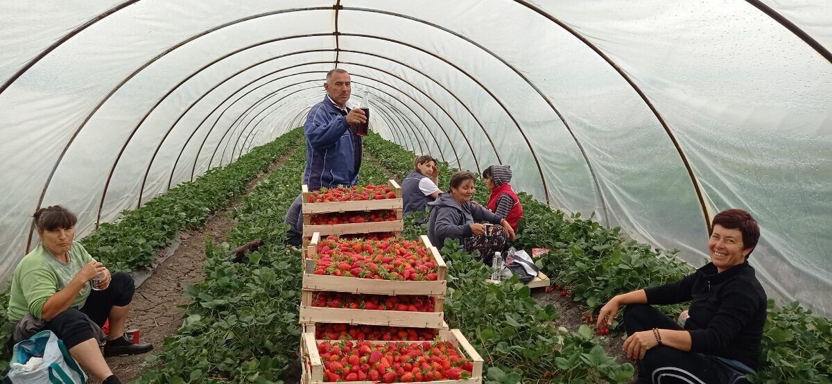 Radnici u plasteniku
