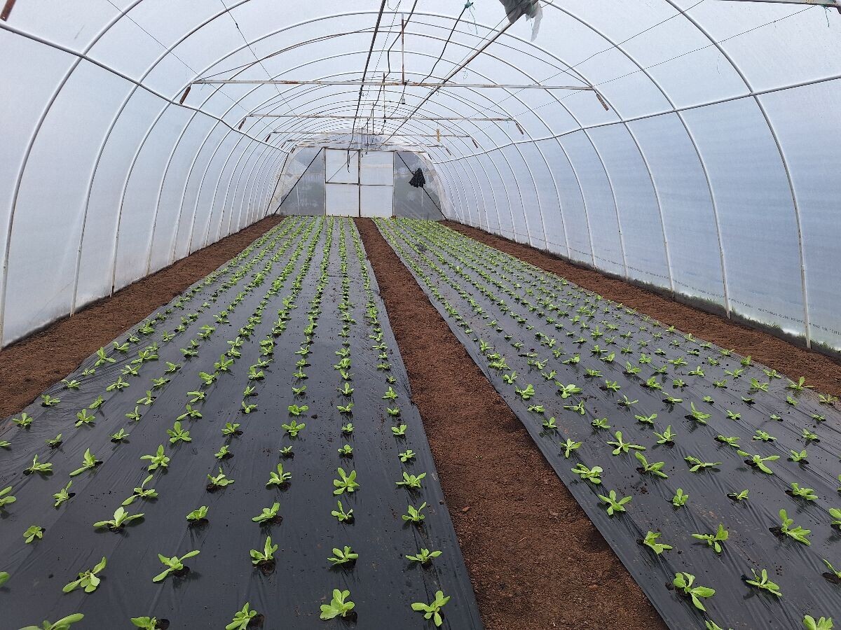 plastenik mladih sadnica