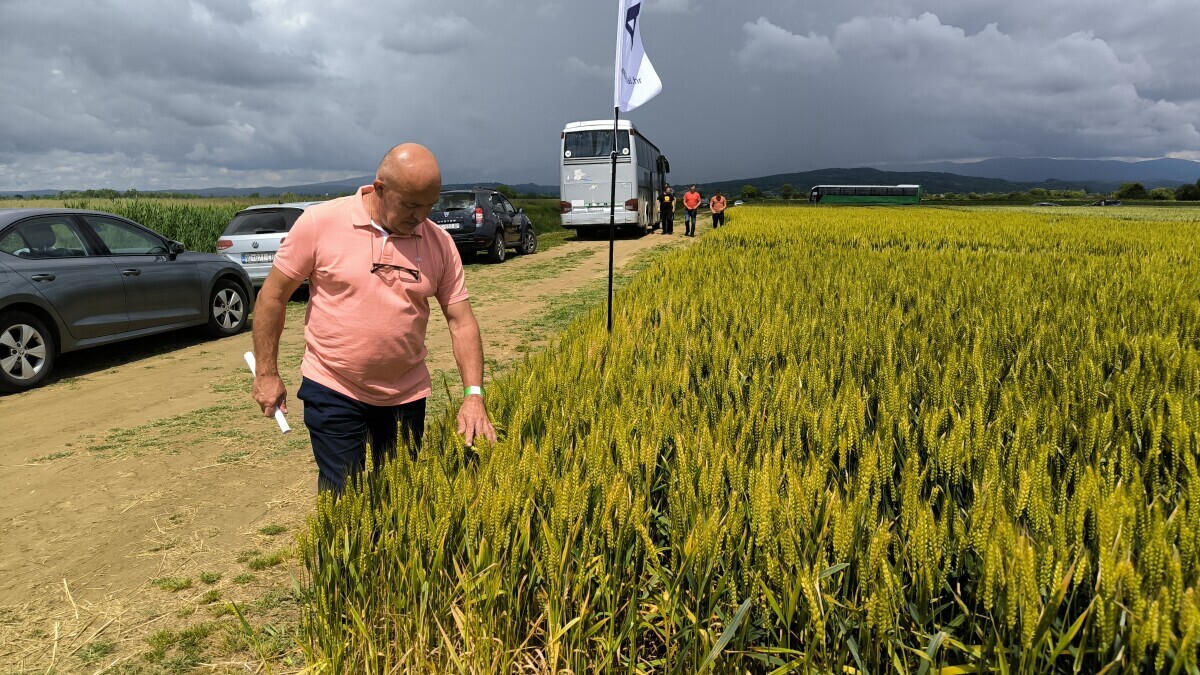 csd