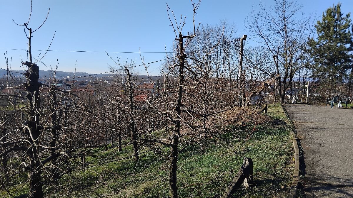 Donji dio stabla treba da je najširi